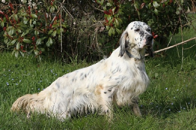 Du Long Bec D'enchanet - GANDIE a rencontré GREKO DU SENTIER DES LUTINS