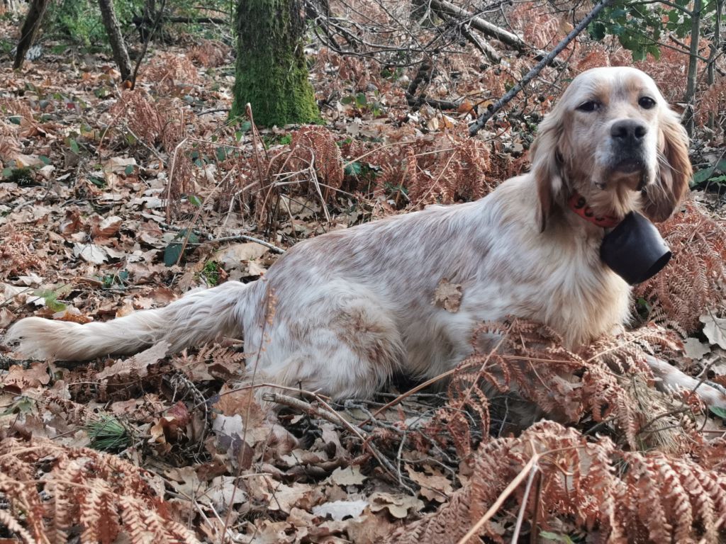 TR. Phaby de L'Echo de la Forêt