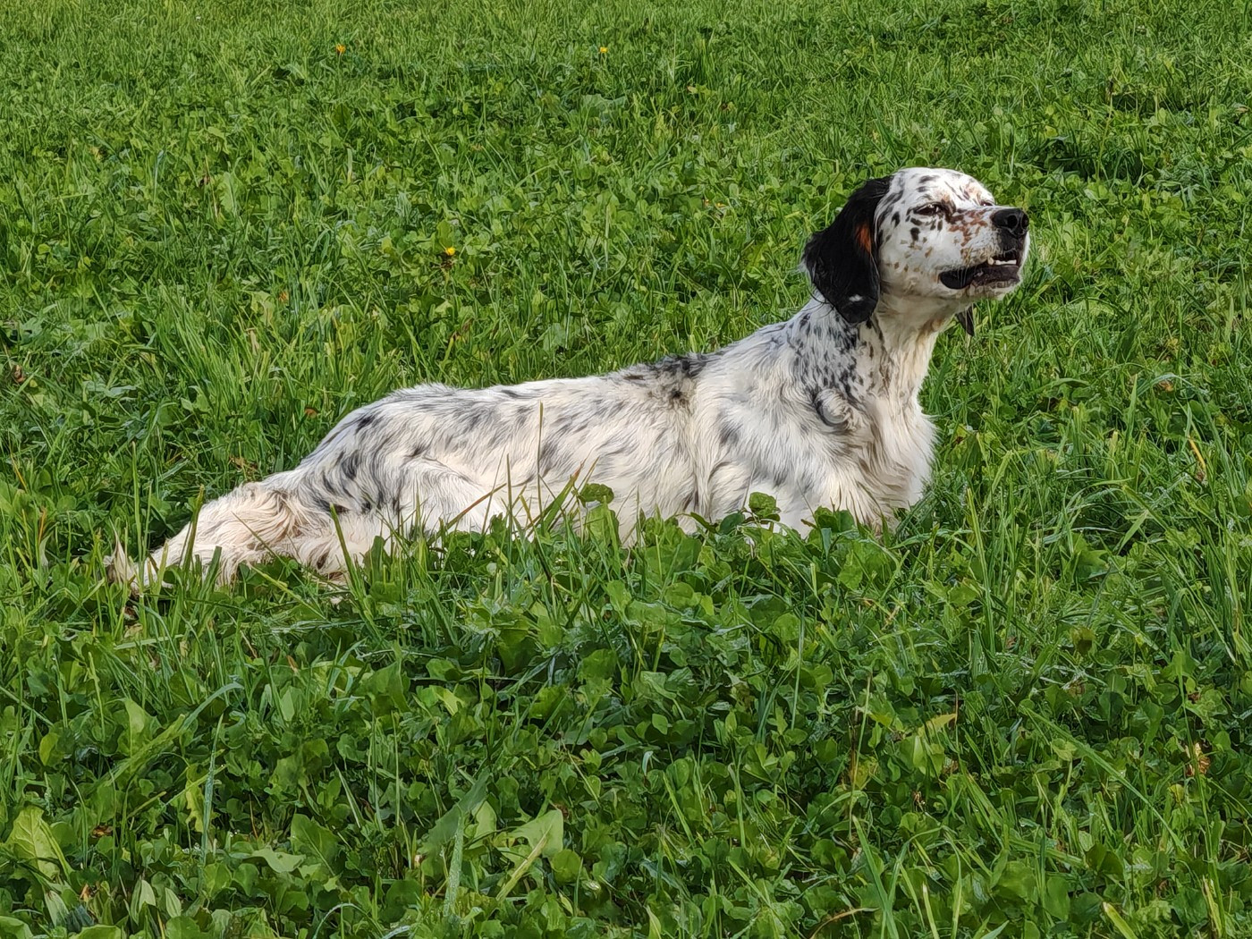 Rayka Du Long Bec D'enchanet