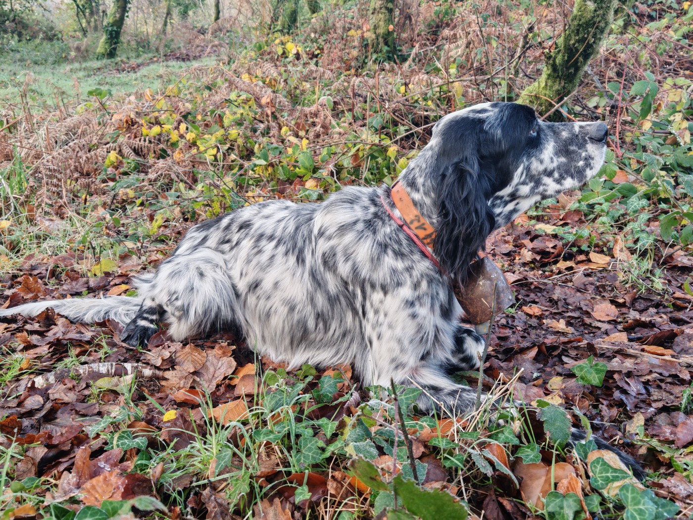 TR. Sigurd Du Long Bec D'enchanet