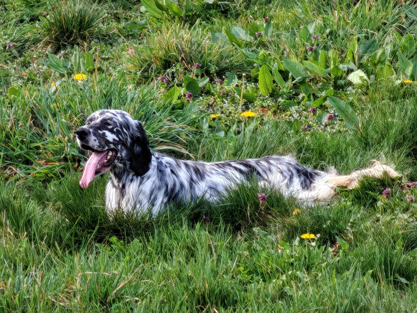 Alpha Du Long Bec D'enchanet