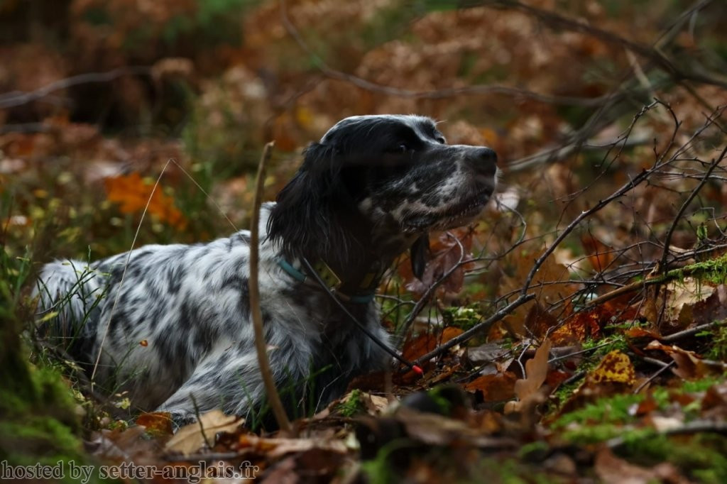 CH. SNOOPE Du Long Bec D'enchanet