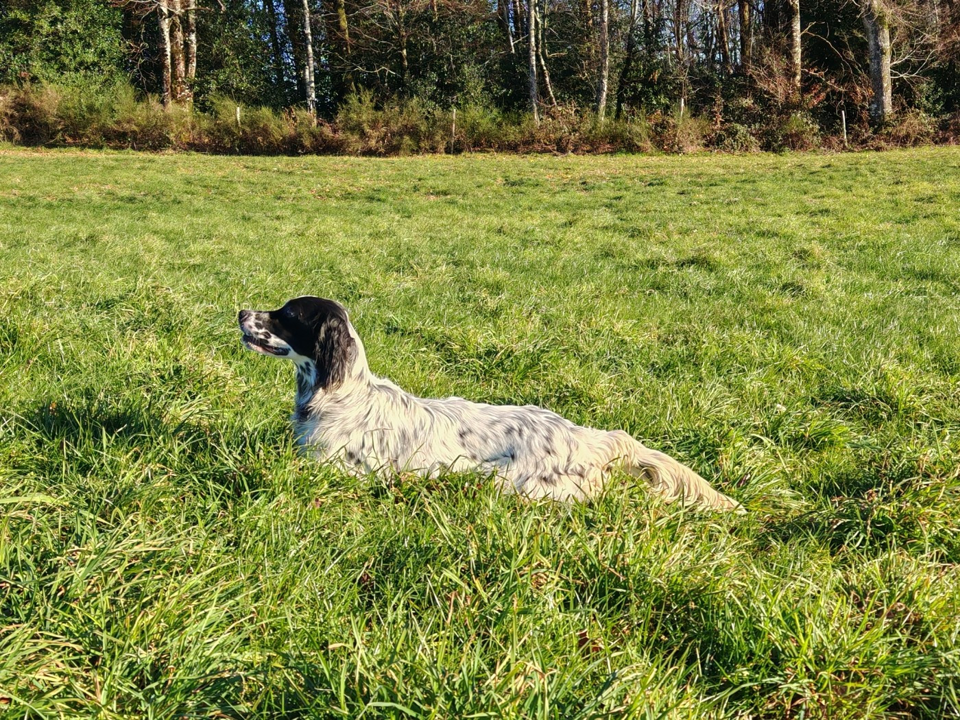 AMY Du Long Bec D'enchanet