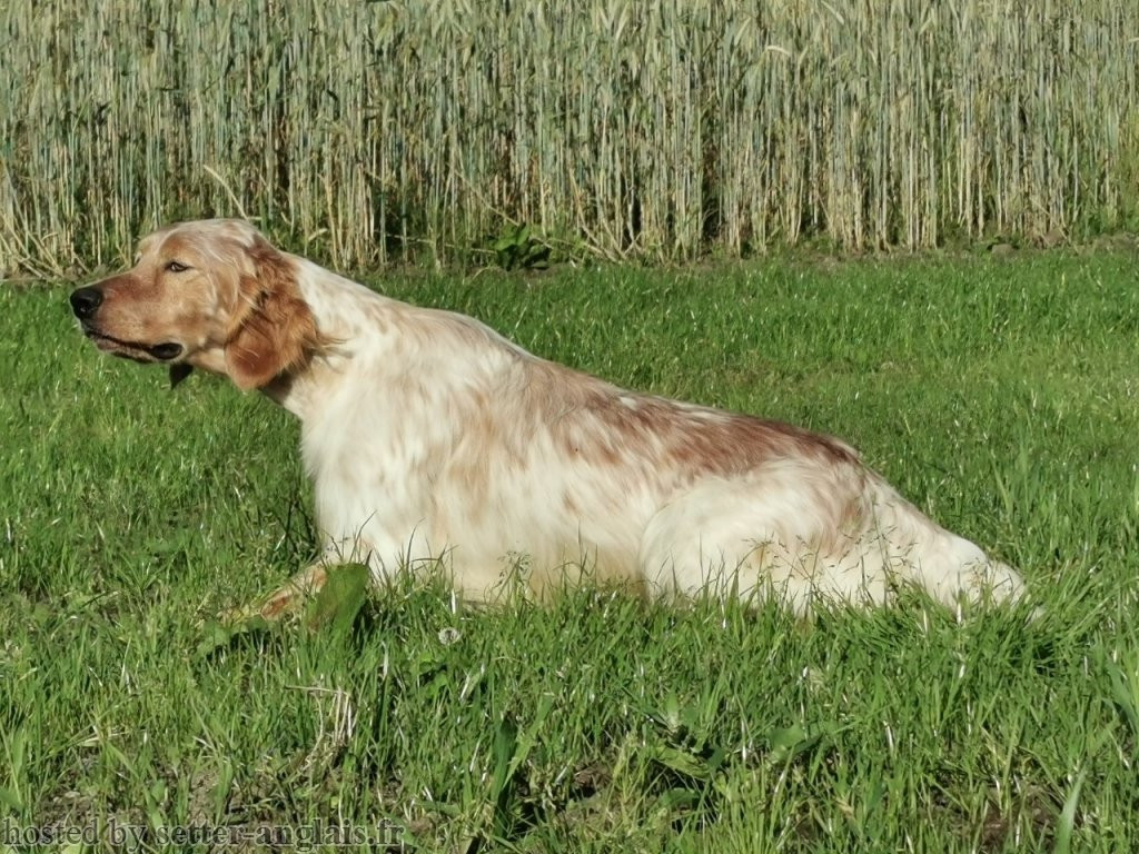 TR. TALLINN Du Long Bec D'enchanet