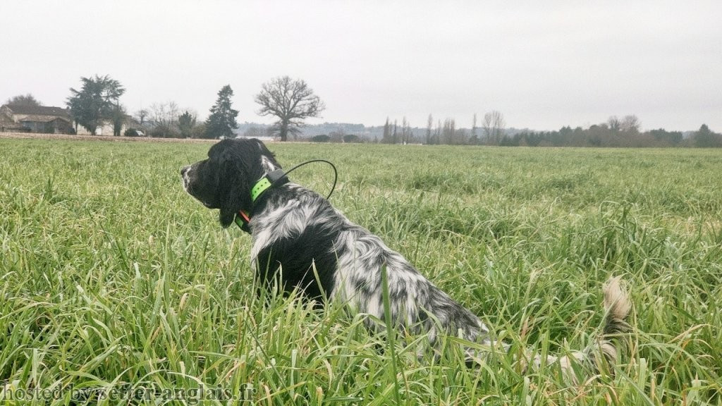 TR. VIGGO Du Long Bec D'enchanet